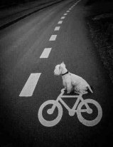 Ciclovia - feb 2015.jpg