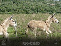 6706 (Copiar).jpg