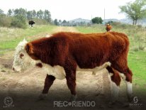 6717 (Copiar).jpg