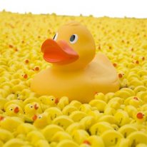 sea-of-ducks-300.jpg