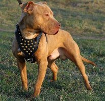 pitbull-studded-leather-dog-harness_LRG.jpg