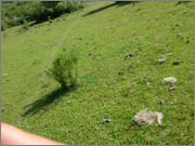 DSCF5703.jpg DSCF5703.jpg
