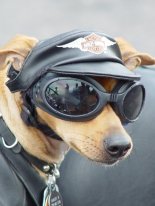 funny-dog-goggles-helmet-police-puppy-pictures.jpg